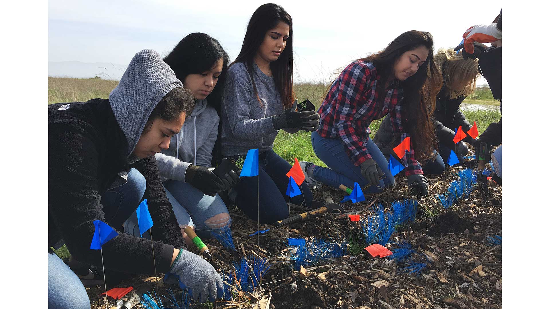 San Mateo County High School students planting Juncus