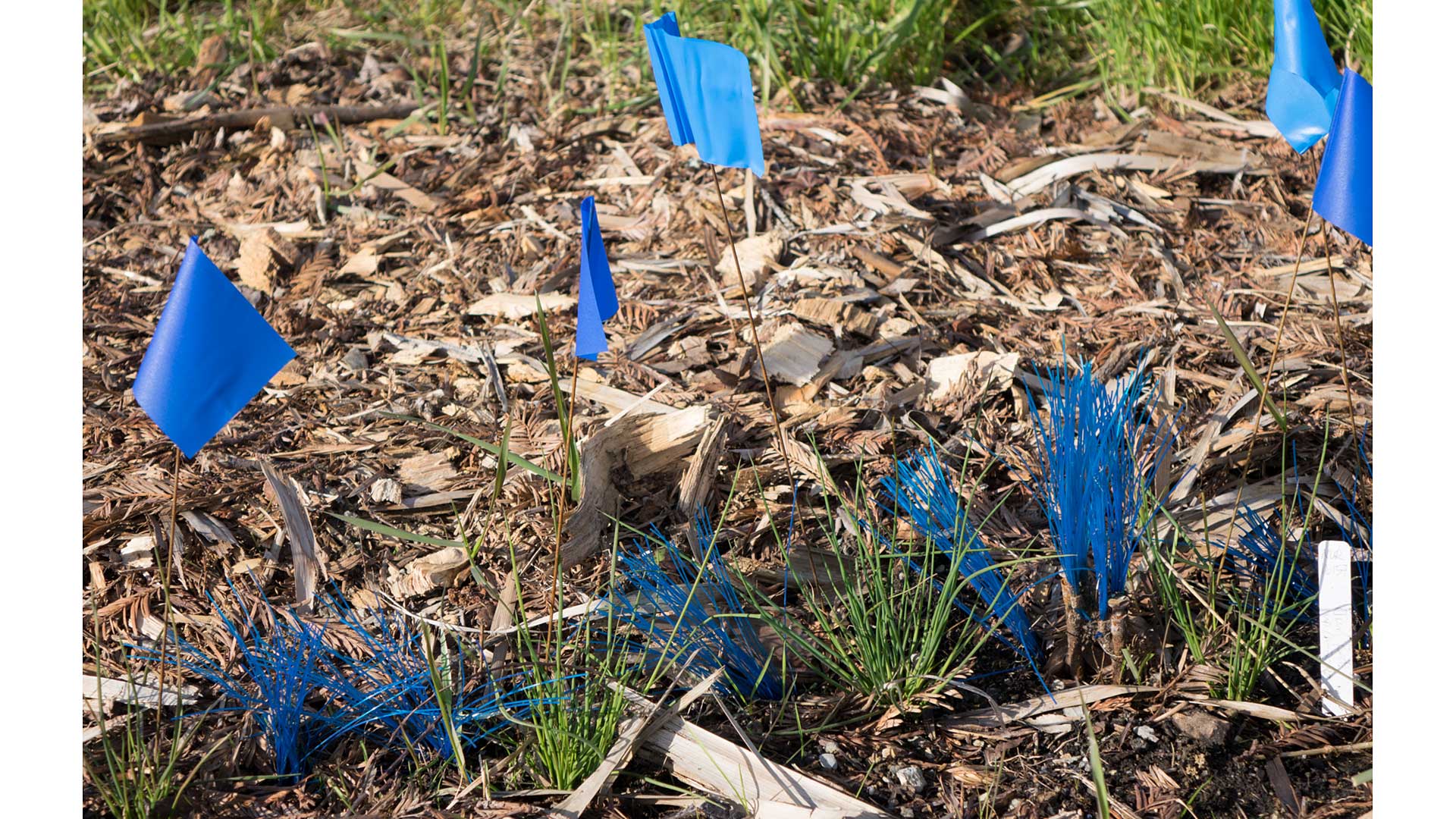 Newly planted Juncus seedlings with blue landscape flags