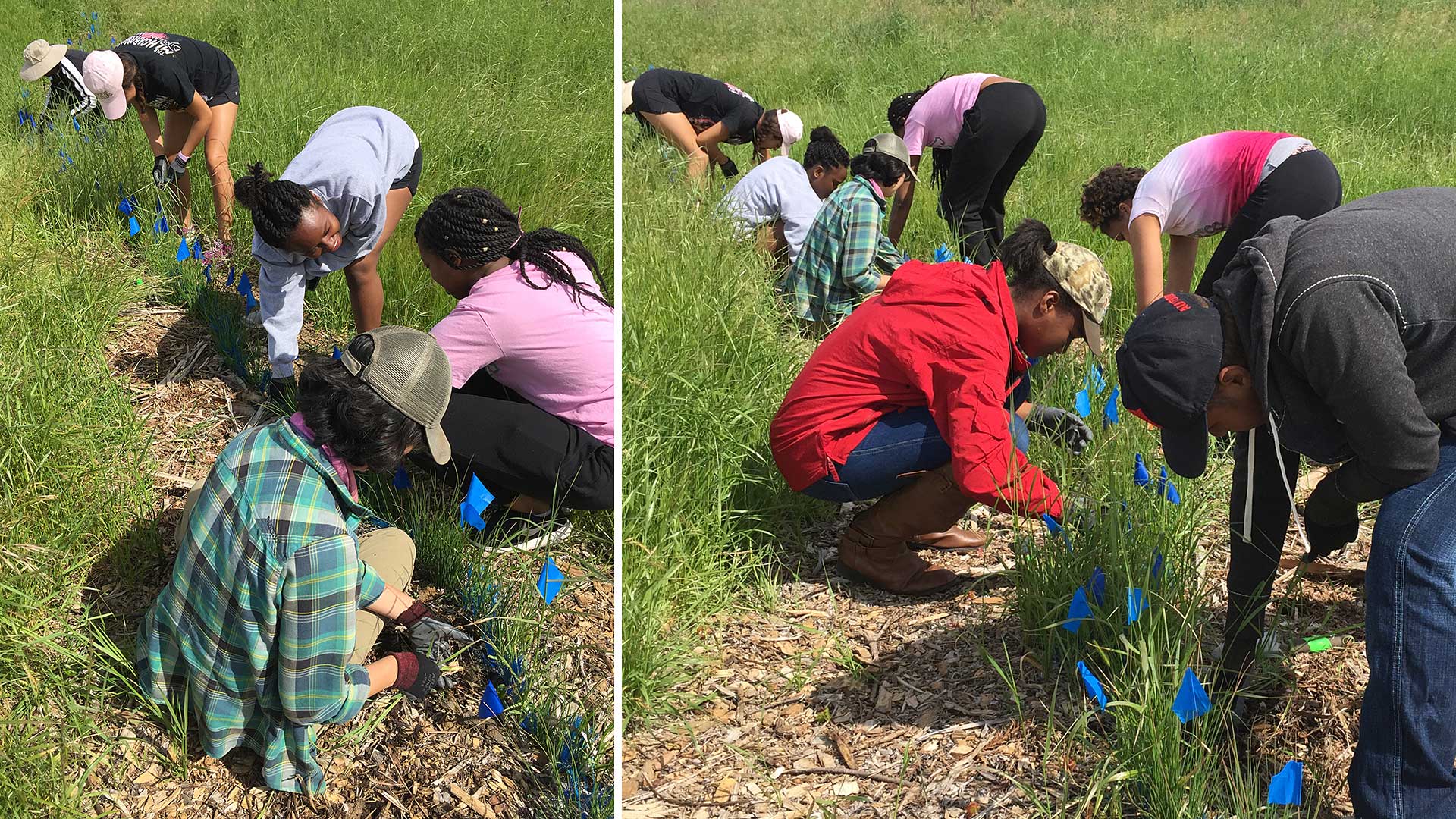 Members of the Palo Alto AKAs weeding around the Juncus at Cooley Landing