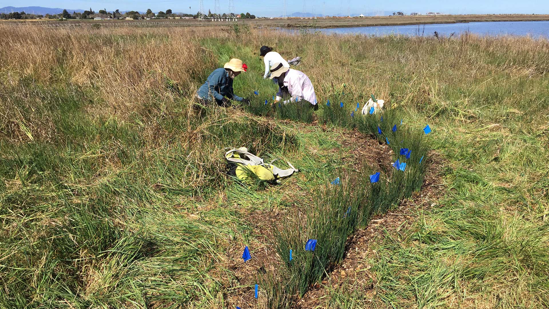 Removing weeds around the Juncus at Cooley Landing.