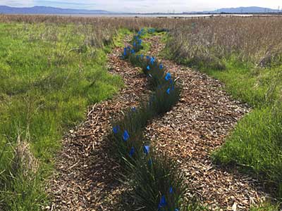 The Living Shoreline Project