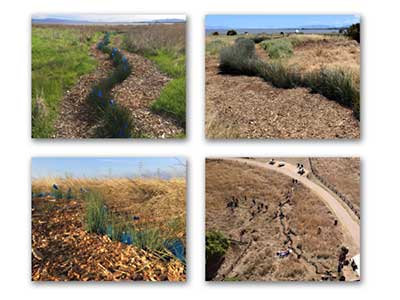 The Living Shoreline Project Photographs