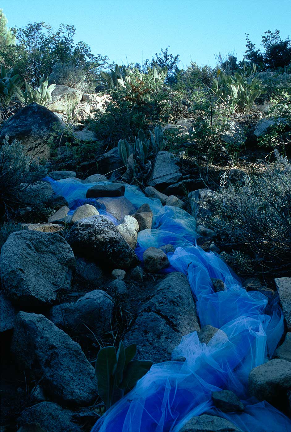 Rivulet at Parker Creek ©2000 Linda Gass