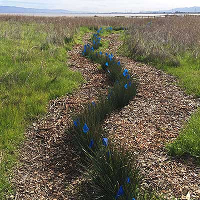 Thumbnail image of the Living Shoreline Project