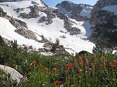 Wildflowers and snow at Mule Pass in Hoover Wilderness