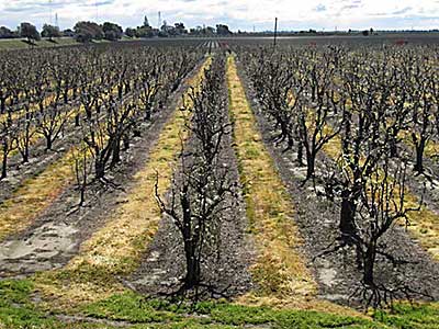 Pear Orchard in early spring in Sacramento Delta