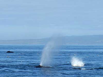 Whale spouts in Monterey Bay