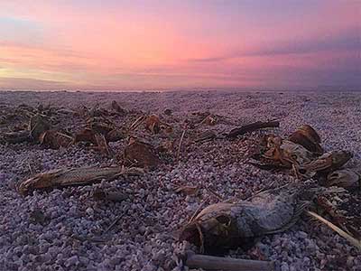 Sunrise and dead fish at the Salton Sea