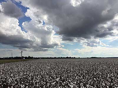 Storm clouds over cotton field in Mississippi