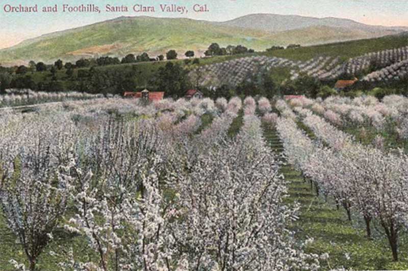 Vintage postcard of orchards in bloom in the Santa Clara Valley