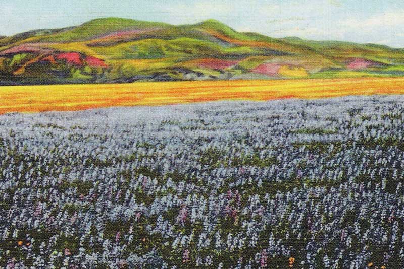 Vintage postcard of wildflowers in the Santa Clara Valley